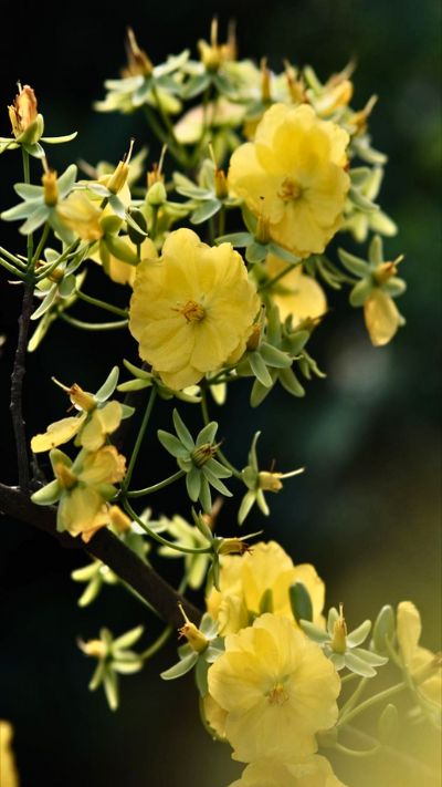 Hình nền hoa Mai vàng