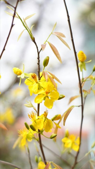 Hình nền hoa Mai vàng
