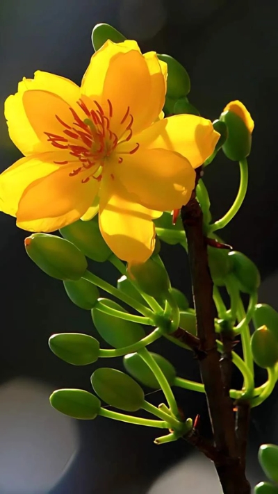 Hình nền hoa Mai vàng