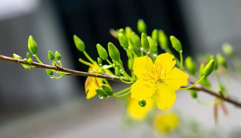 Tải ảnh hoa Mai vàng