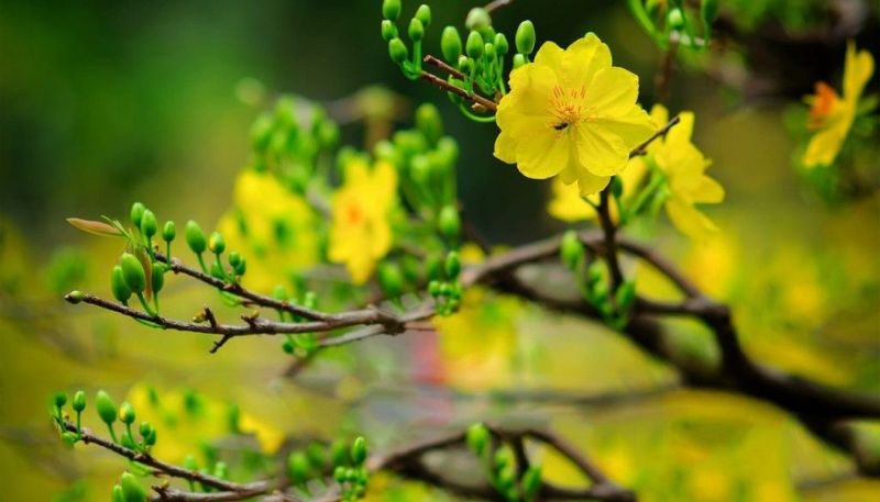 Tải ảnh hoa Mai vàng