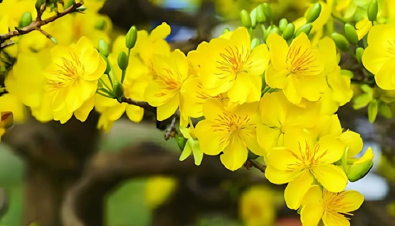 Tải ảnh hoa Mai vàng