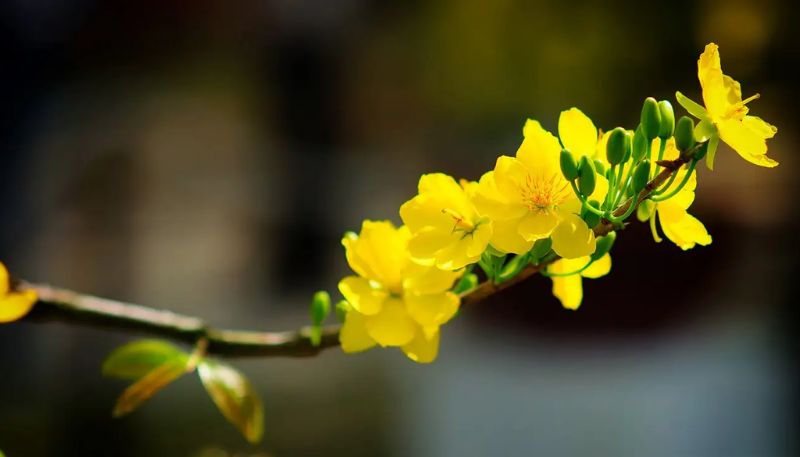 Tải hình nền hoa Mai vàng đẹp nhất