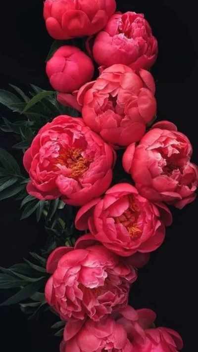hình nền hoa mẫu đơn buồn tâm trạng