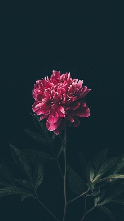 hình nền hoa mẫu đơn đỏ nổi bật