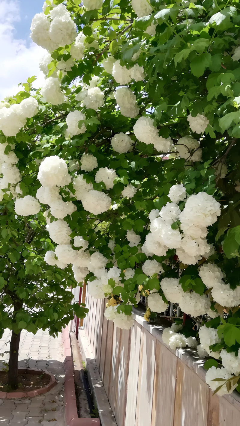 hình nền điện thoại hoa nhài