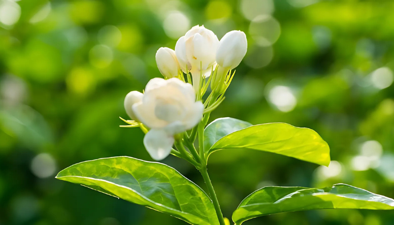 hình hoa nhài làm hình nền