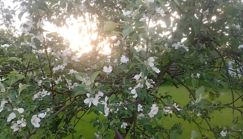 hình hoa nhài làm hình nền