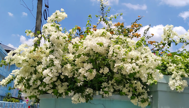 hình nền hoa nhài cho máy tính