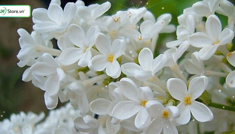 tải hình nền hoa nhài