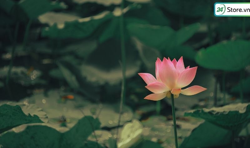 ảnh hoa sen đẹp làm hình nền