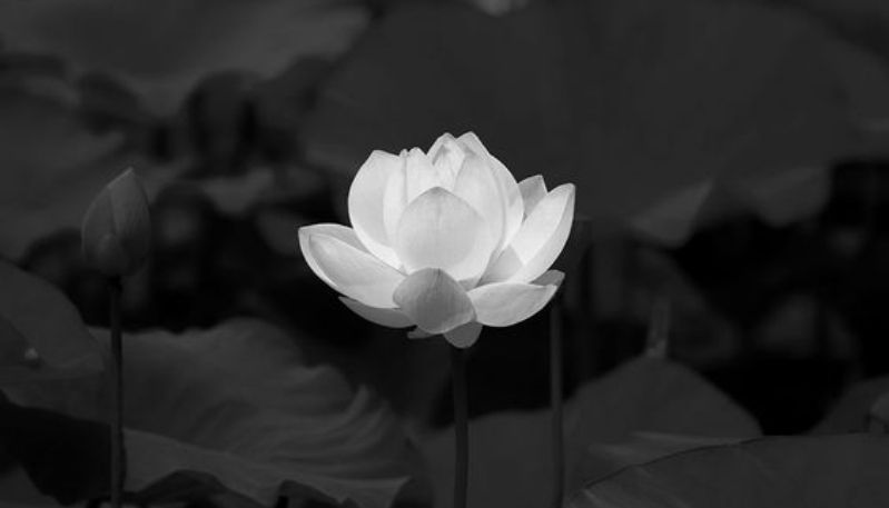 ảnh hoa sen nền đen