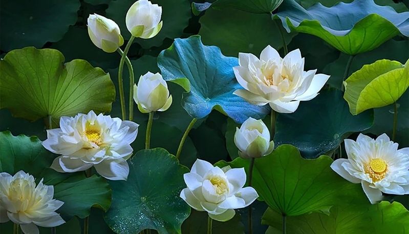 ảnh hoa sen trong đêm