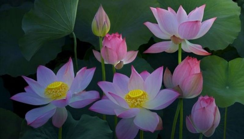 ảnh hoa sen trong đêm
