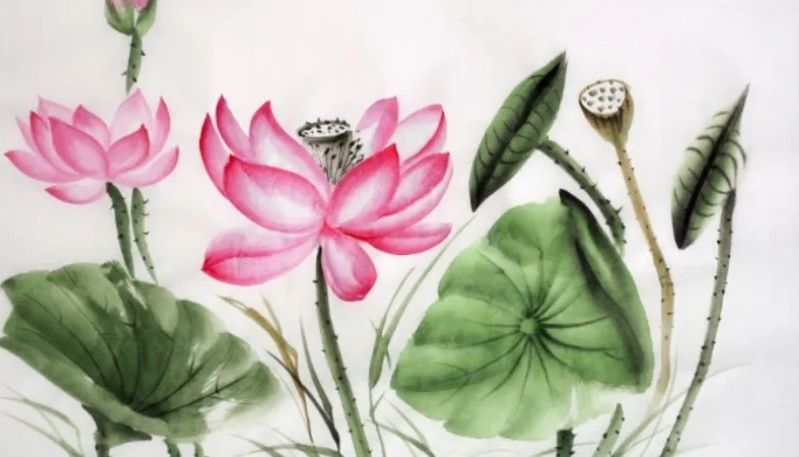 ảnh vẽ hoa sen đẹp