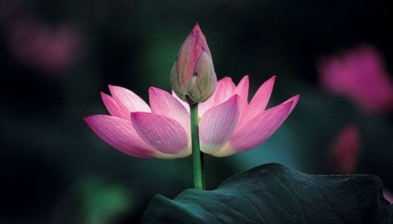 hình nền đầm sen hồng