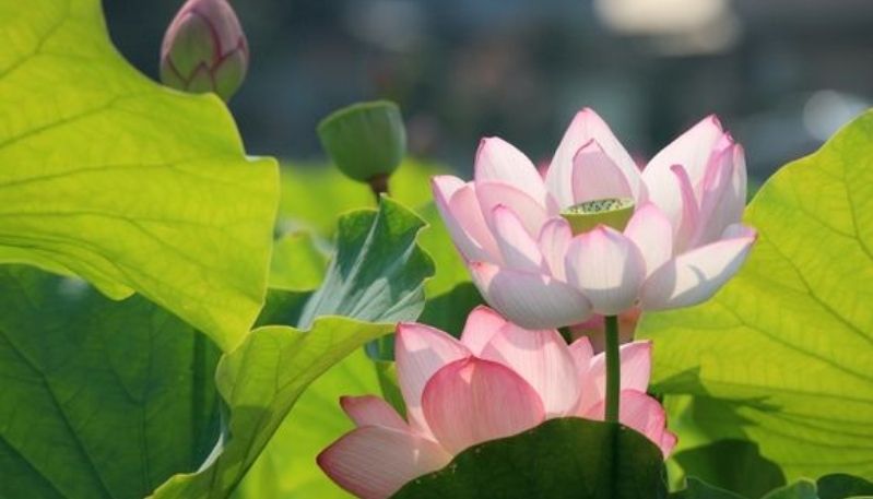 hình nền đầm sen hồng