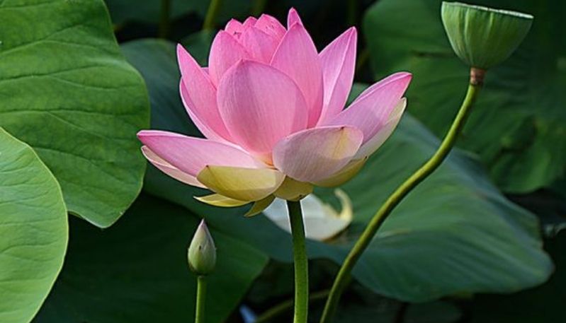 hình nền đầm sen hồng