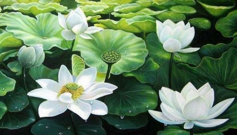 hình nền đầm sen