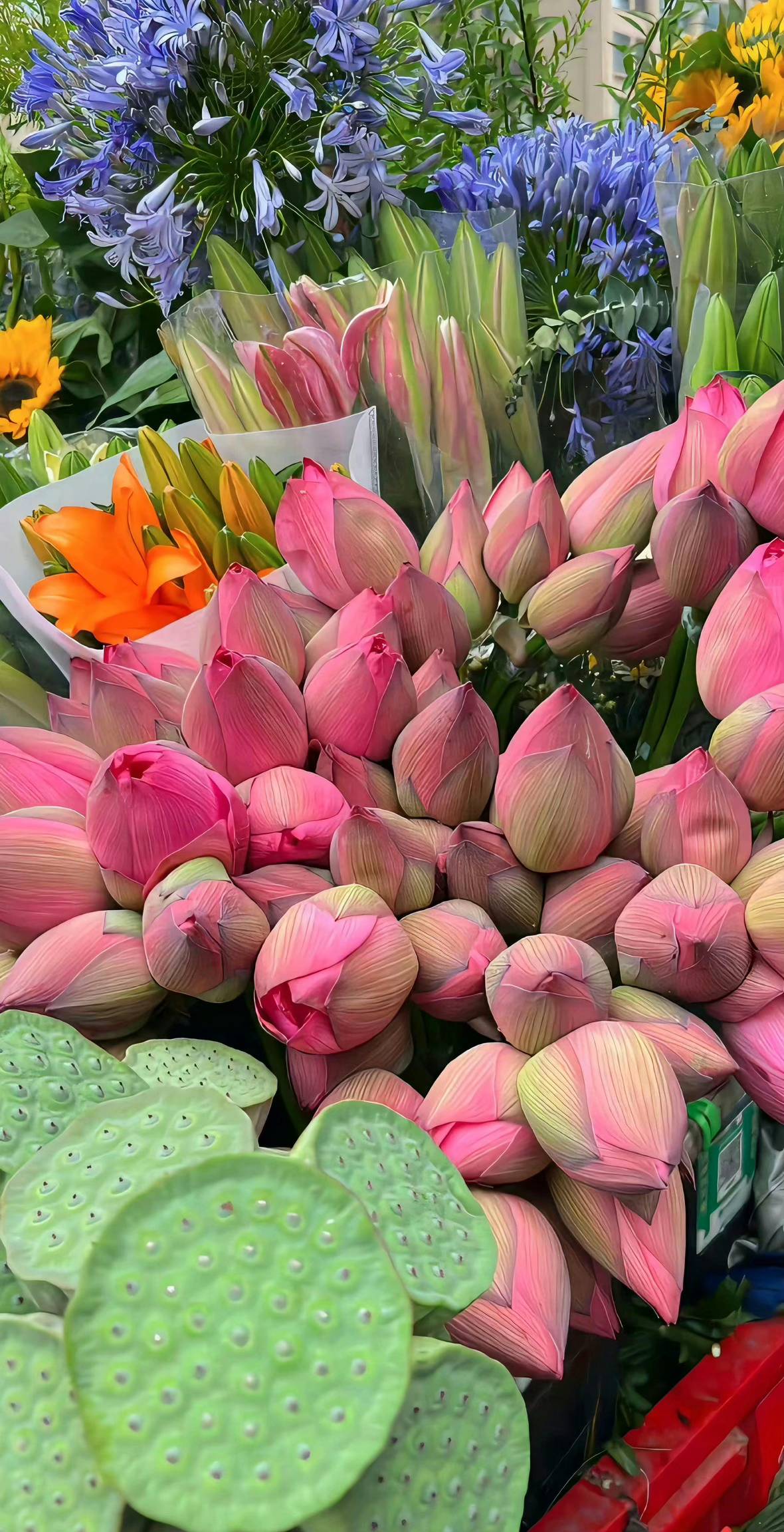hình nền hoa sen 4K