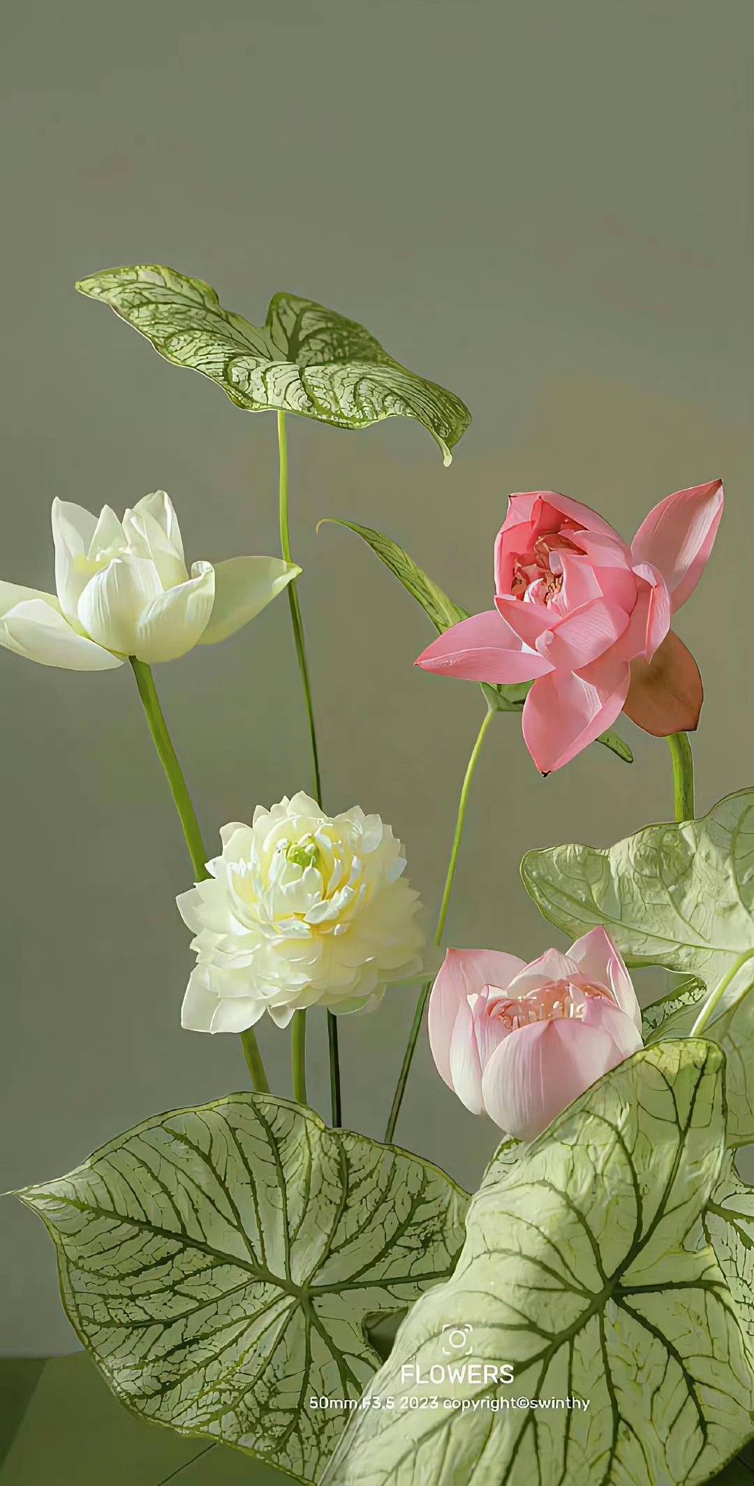 hình nền hoa sen hồng