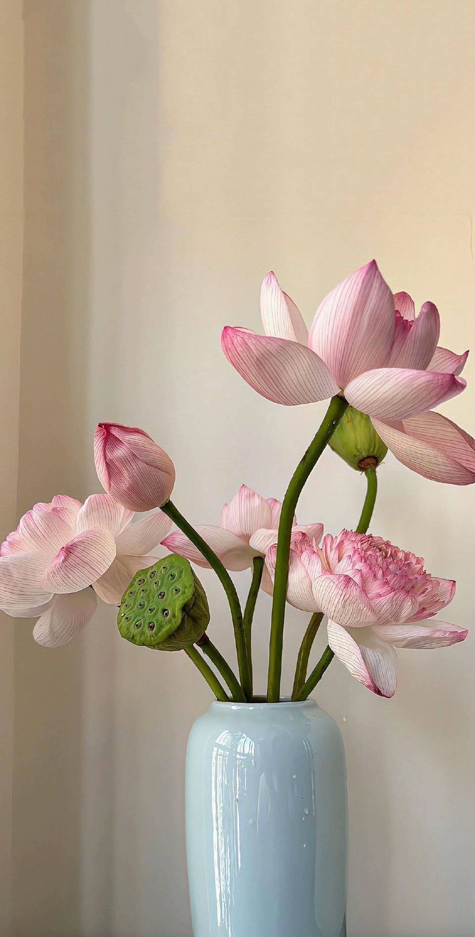 hình nền hoa sen hồng