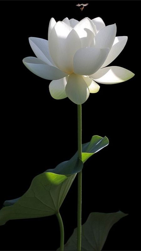 hình nền hoa sen trắng đen