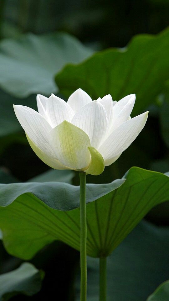 hình nền hoa sen trắng