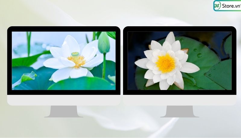 hình nền máy tính hoa sen