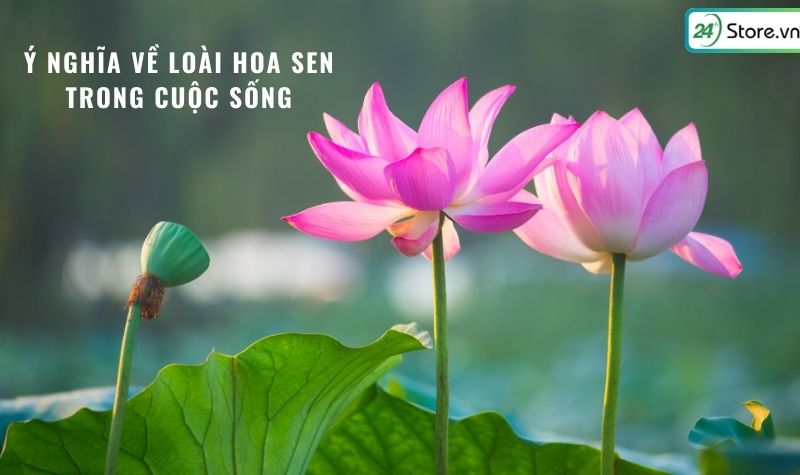 ý nghĩa hoa sen