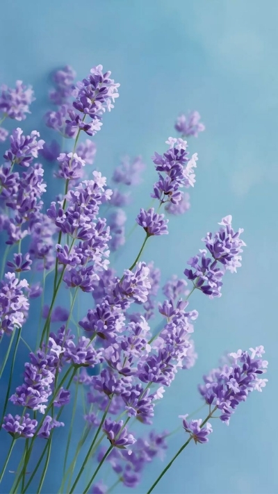 Ảnh nền lavender màu tím nhạt xinh xắn