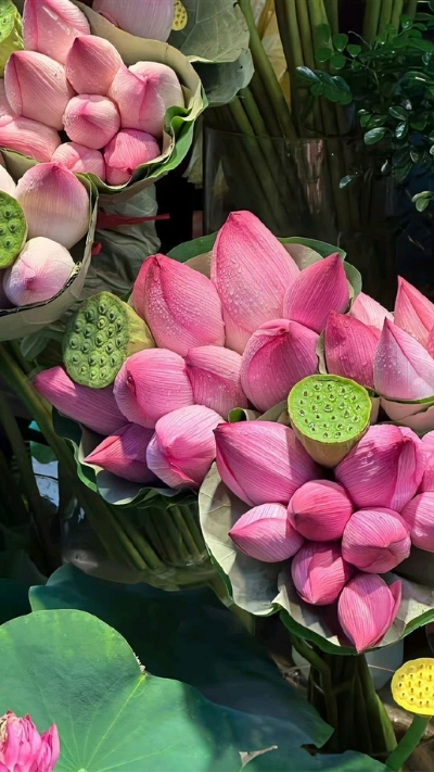 Hình nền bó hoa sen