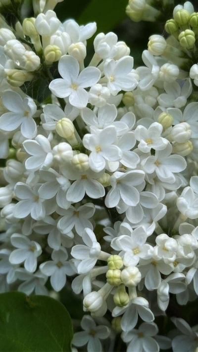Hình nền hoa nhài trắng xinh đẹp