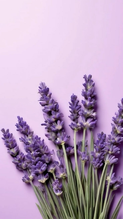 Hình nền lavender nền tím