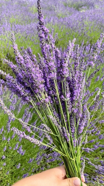Hình nền lavender tím nhạt xinh xắn
