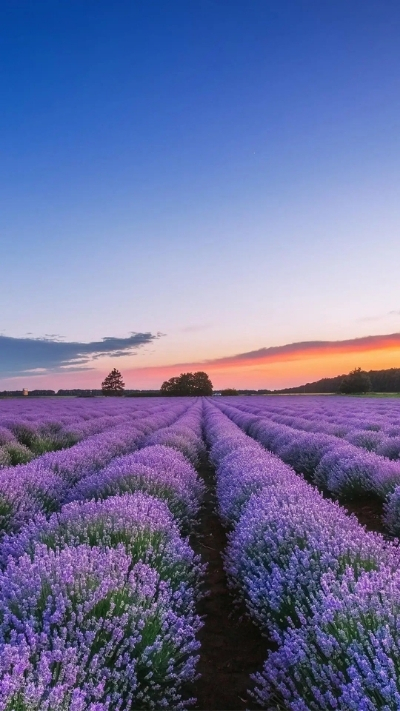 Nền lavender vào buổi chiều