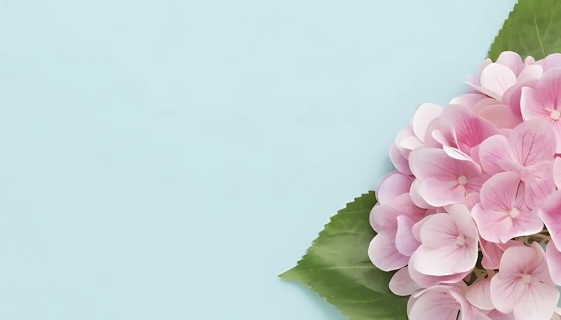 Hình nền cẩm tú cầu lãng mạn