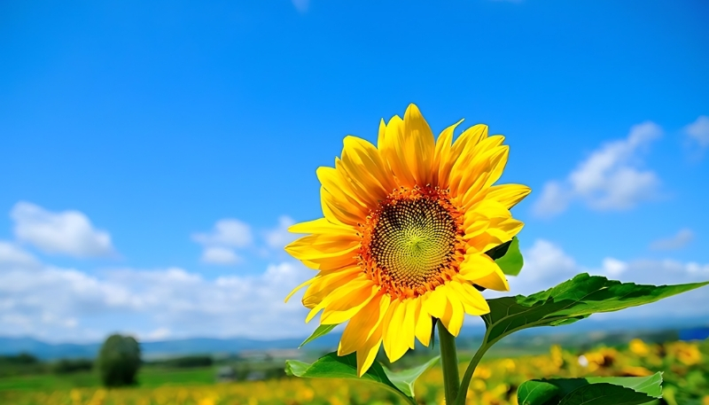 Hình nền hoa hướng dương đẹp full hd