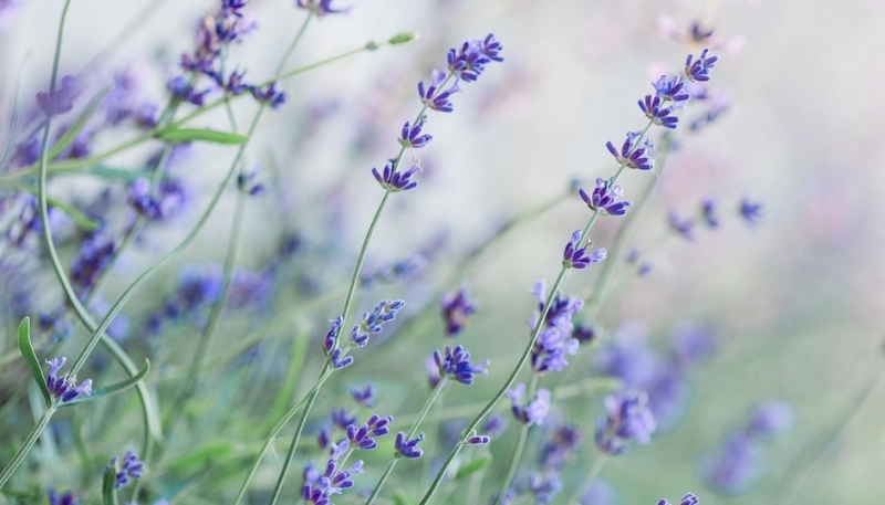Hình nền hoa lavender đẹp