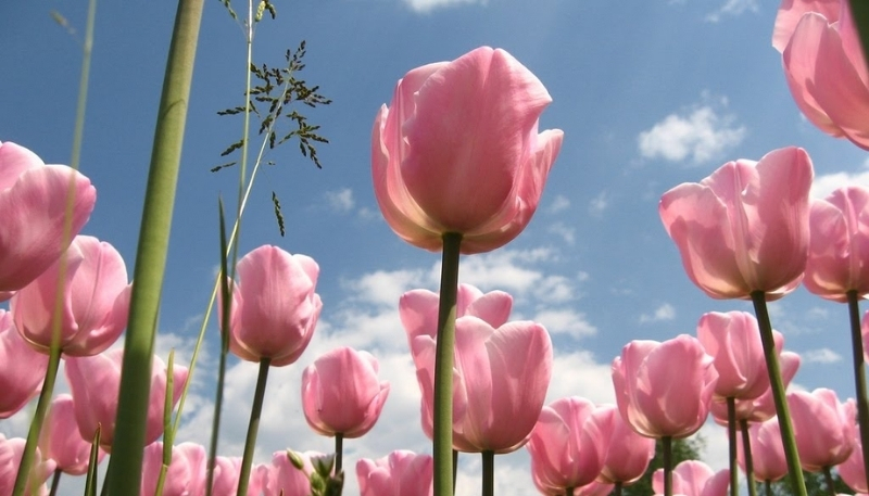 hình nền hoa tulip hồng dễ thương