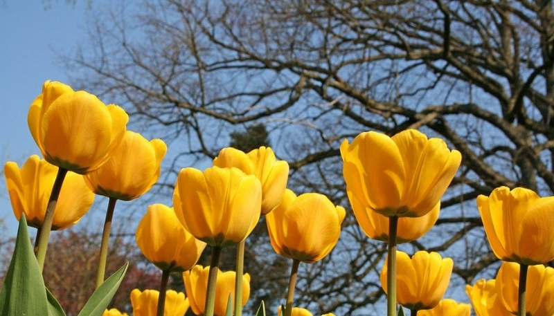 hình nền hoa tulip vàng