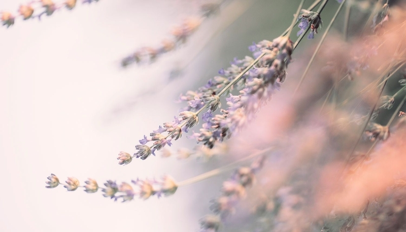 Nền máy tính hoa lavender cute