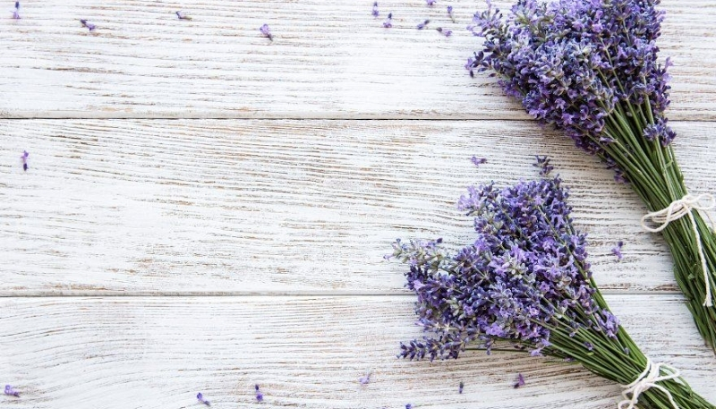 Nền máy tính hoa lavender xinh
