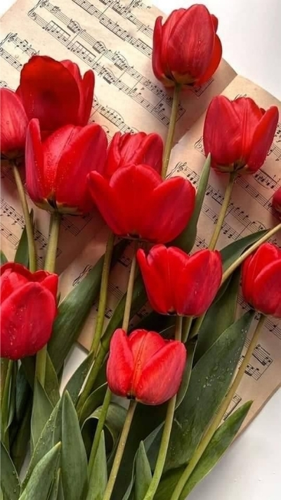 Hình nền hoa Tulip đỏ lãng mạn