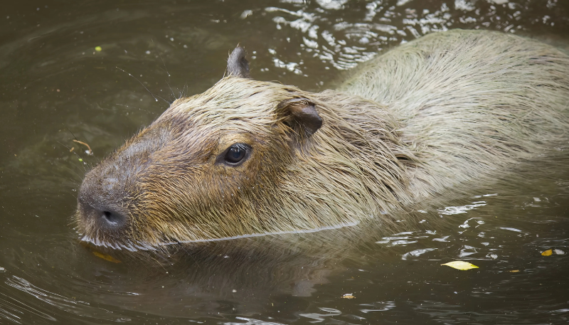 hình nền ipad đẹp capybara