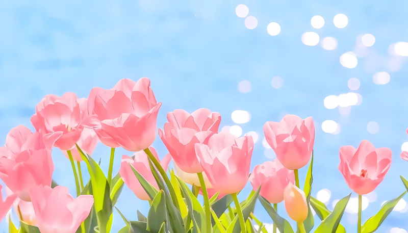 hình nền ipad hoa tulip cute
