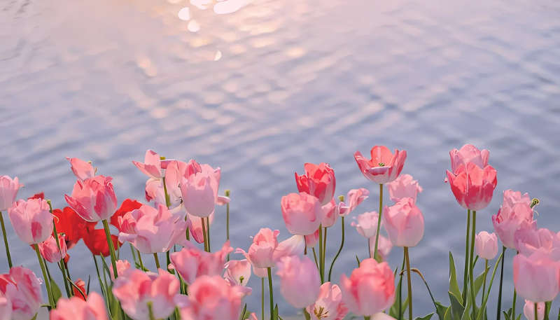 hình nền ipad hoa tulip