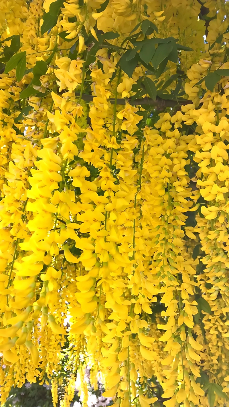 hình nền hoa màu vàng