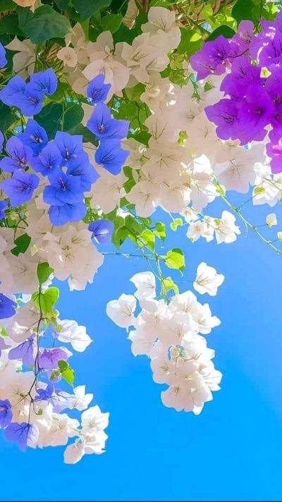 hình nền chủ đề hoa lá