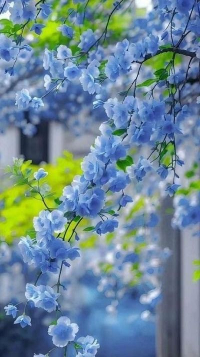 hình nền chủ đề hoa lá